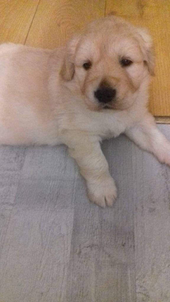 gumtree golden retriever for sale